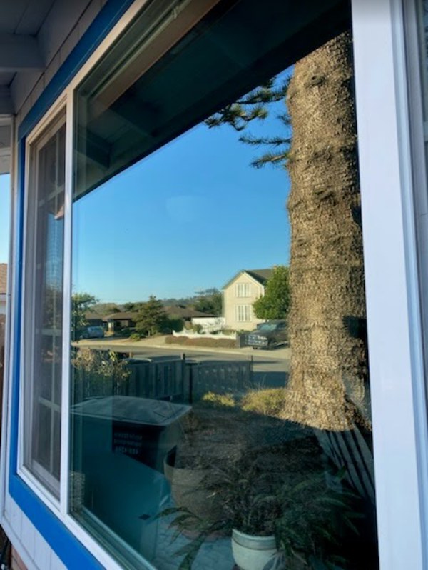Close-up of spotless glass in royal blue trim, reflecting a clear sky, a tree trunk and the street across the road